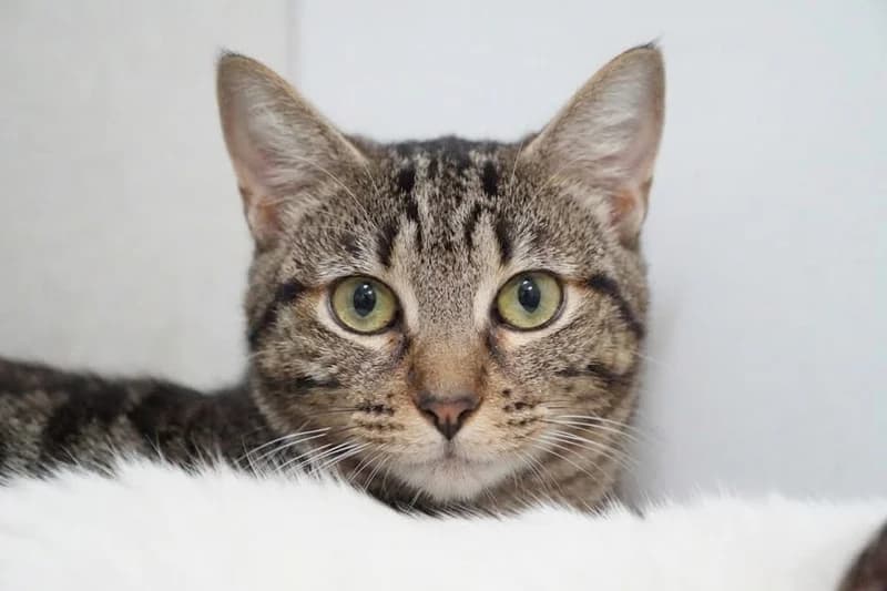 SHIFU, mixed breed for adoption at SPA Montpellier, Villeneuve-lès-Maguelone