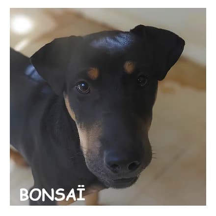 BONSAÏ, male puppy Mixed Breed for adoption at SPA Montpellier, Villeneuve-lès-Maguelone