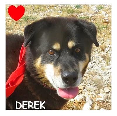 DEREK, female senior Mixed Breed for adoption at SPA Montpellier, Villeneuve-lès-Maguelone