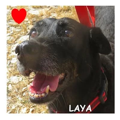 LAYA, female senior mixed breed for adoption at SPA Montpellier, Villeneuve-lès-Maguelone