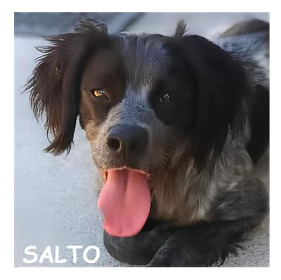 SALTO, female young Brittany Spaniel for adoption at SPA Montpellier, Villeneuve-lès-Maguelone