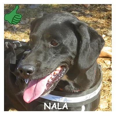 NALA, female 7yo mixed breed for adoption at SPA Montpellier, Villeneuve-lès-Maguelone