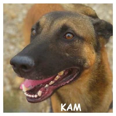 KAM, male young Belgian Malinois for adoption at SPA Montpellier, Villeneuve-lès-Maguelone