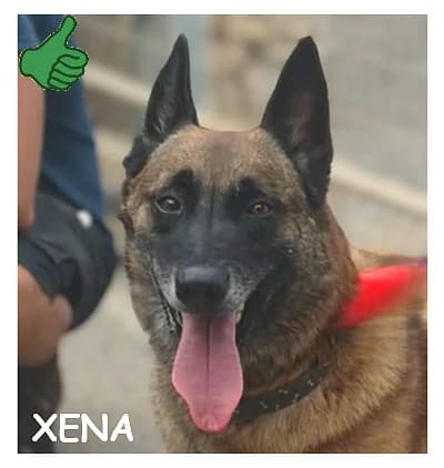 XENA, female 5yo Belgian Malinois for adoption at SPA Montpellier, Villeneuve-lès-Maguelone