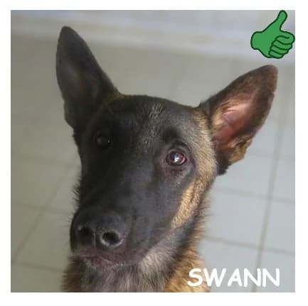 SWANN, female puppy Belgian Malinois for adoption at SPA Montpellier, Villeneuve-lès-Maguelone