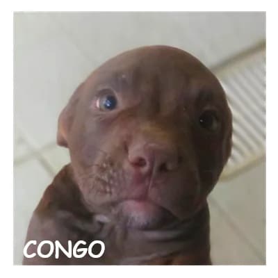 CONGO, male puppy Mixed Breed for adoption at SPA Montpellier, Villeneuve-lès-Maguelone