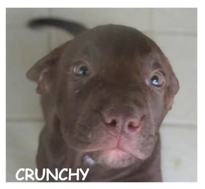 CRUNCHY, male puppy Mixed Breed for adoption at SPA Montpellier, Villeneuve-lès-Maguelone