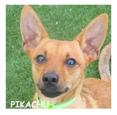PIKACHU, male puppy Mixed Breed for adoption at SPA Montpellier, Villeneuve-lès-Maguelone