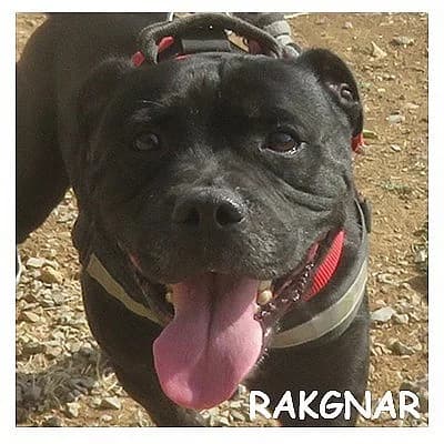 RAKGNAR, male 6yo Mixed Breed for adoption at SPA Montpellier, Villeneuve-lès-Maguelone