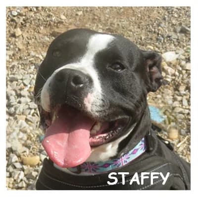 STAFFY, female 3yo mixed breed for adoption at SPA Montpellier, Villeneuve-lès-Maguelone