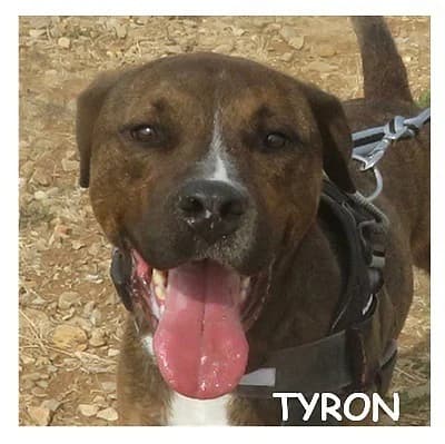 TYRON, male 3yo Mixed Breed for adoption at SPA Montpellier, Villeneuve-lès-Maguelone