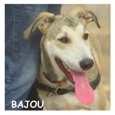 BAJOU, female young Mixed Breed for adoption at SPA Montpellier, Villeneuve-lès-Maguelone