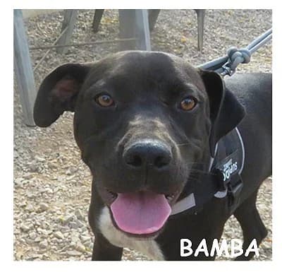 BAMBA, female young Labrador Retriever for adoption at SPA Montpellier, Villeneuve-lès-Maguelone