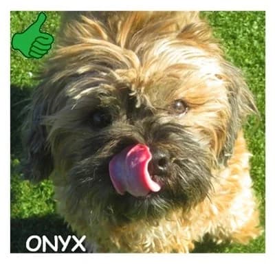 ONYX, male senior Yorkshire Terrier for adoption at SPA Montpellier, Villeneuve-lès-Maguelone