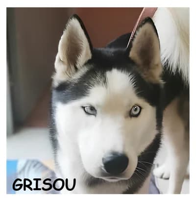 GRISOU, male 4yo Husky for adoption at SPA Montpellier, Villeneuve-lès-Maguelone