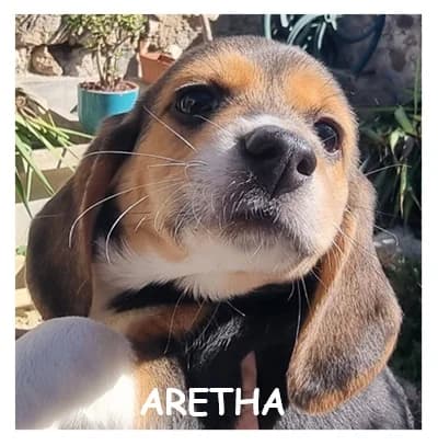 ARETHA, female puppy Beagle for adoption at SPA Montpellier, Villeneuve-lès-Maguelone