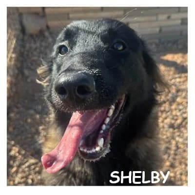 SHELBY, male young Belgian Tervuren for adoption at SPA Montpellier, Villeneuve-lès-Maguelone