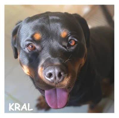 KRAL, male 3yo Rottweiler for adoption at SPA Montpellier, Villeneuve-lès-Maguelone
