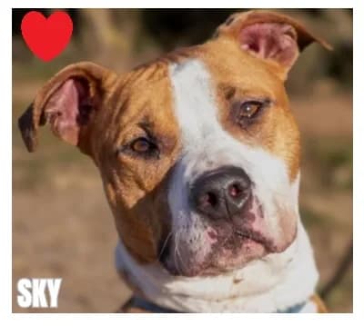 SKY, male American Staffordshire Terrier for adoption at SPA Montpellier, Villeneuve-lès-Maguelone