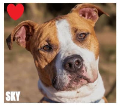 SKY, male senior American Staffordshire Terrier for adoption at SPA Montpellier, Villeneuve-lès-Maguelone