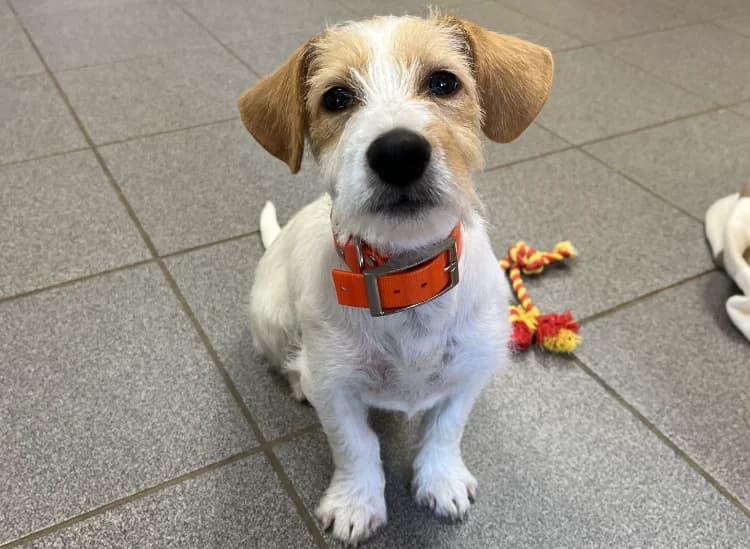 KOHAKU, female puppy Jack Russell Terrier for adoption at Jean Leriche), Moree