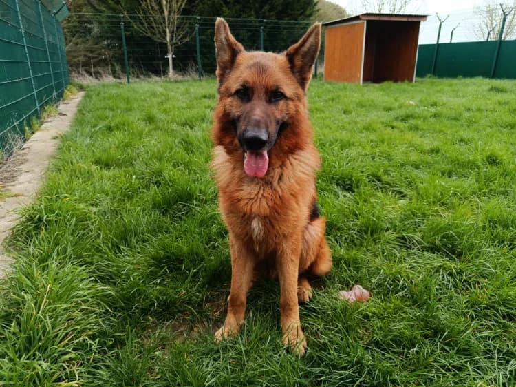 PRINCE, male 3yo German Shepherd for adoption at Jean Leriche), Moree