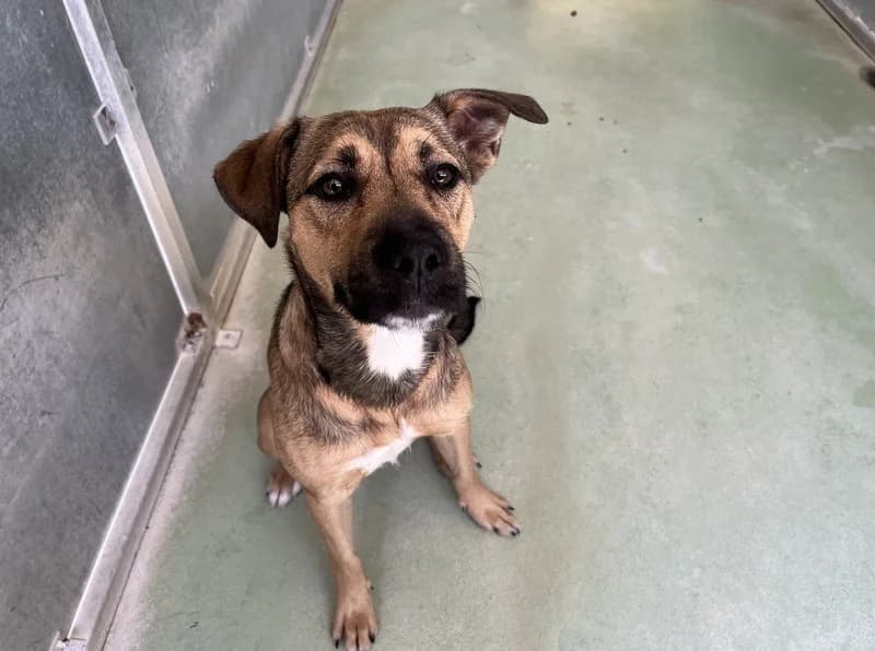 CLARA, female Mixed Breed for adoption at Jean Leriche), Moree