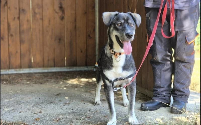 APPOLON, male Labrador Retriever for adoption at Jean Leriche), Moree