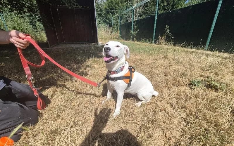 LOUNIE, female 3yo Jack Russell Terrier for adoption at Jean Leriche), Moree