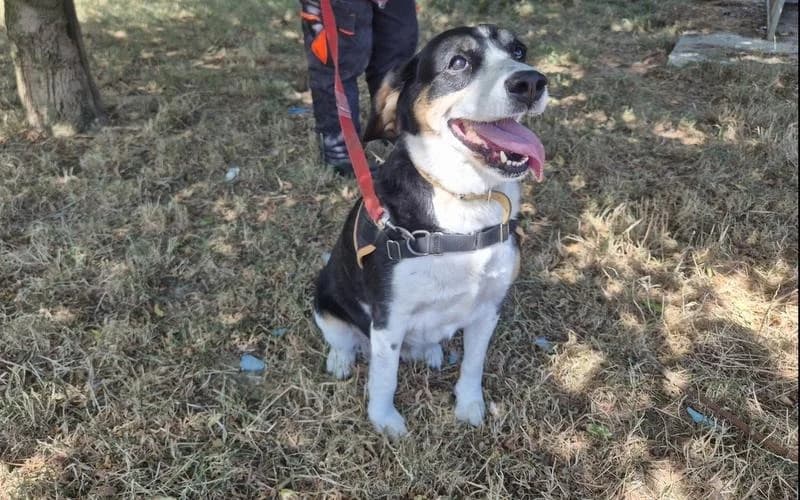 TEQUILA, female 7yo mixed breed for adoption at Jean Leriche), Moree