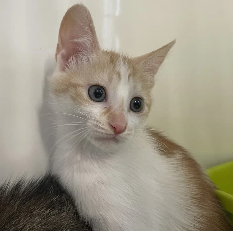 VEDY, female Mixed Breed for adoption at Jean Leriche), Moree