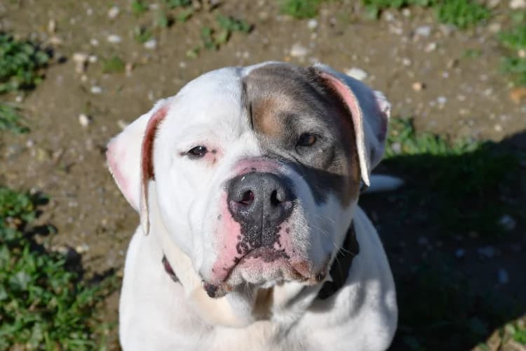 OSKO, male 7yo American Bully for adoption at Jean Leriche), Moree