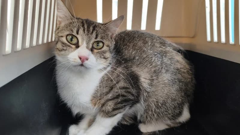 ROLLY, female Mixed Breed for adoption at Jean Leriche), Moree