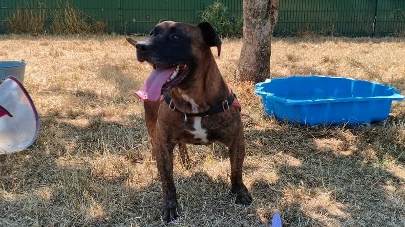 MAURICE, male 6yo mixed breed for adoption at Jean Leriche), Moree