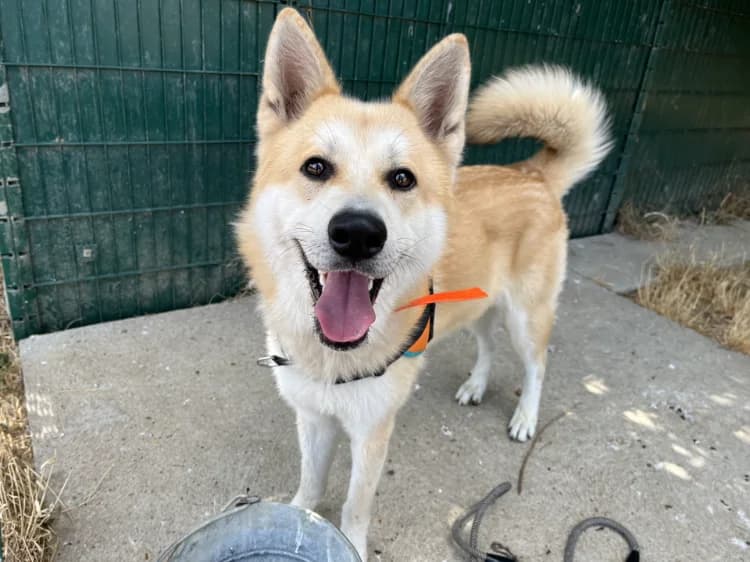 KAWAÏ, male young Akita for adoption at Jean Leriche), Moree