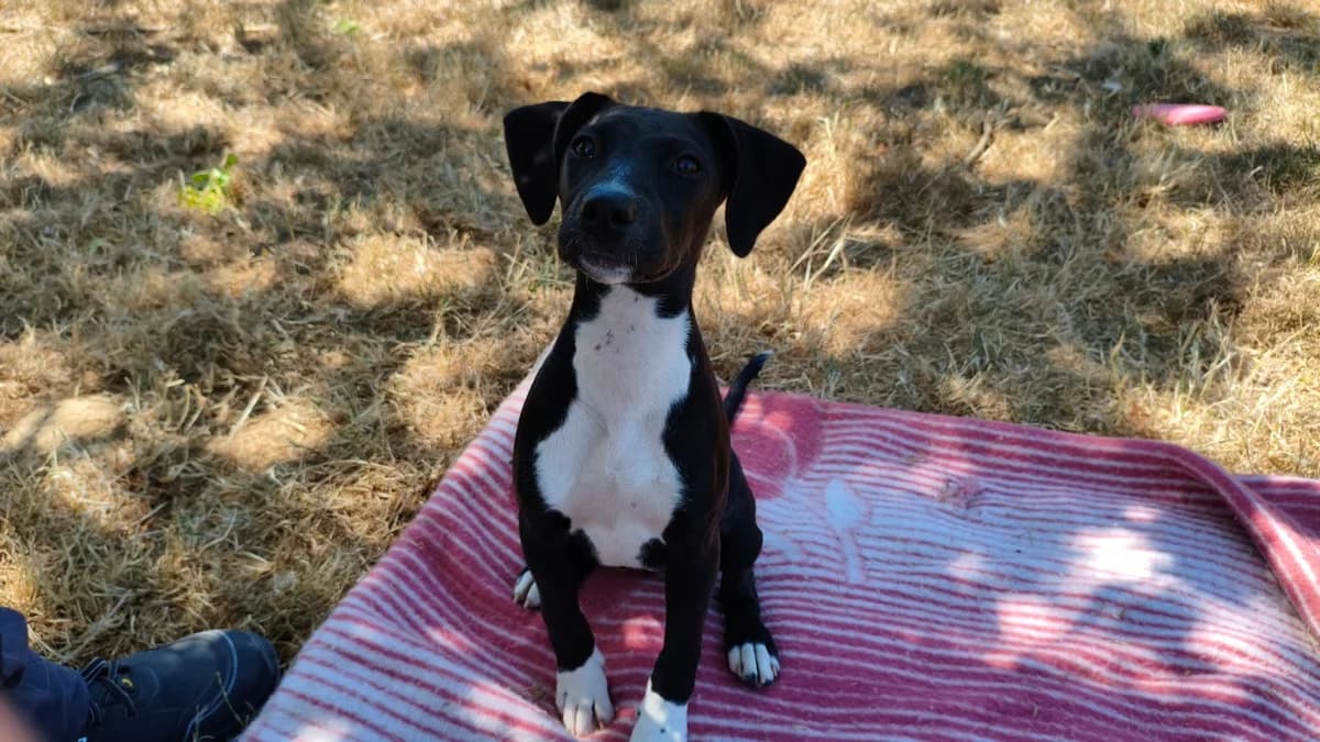 KARA, female puppy Pointer for adoption at Jean Leriche), Moree