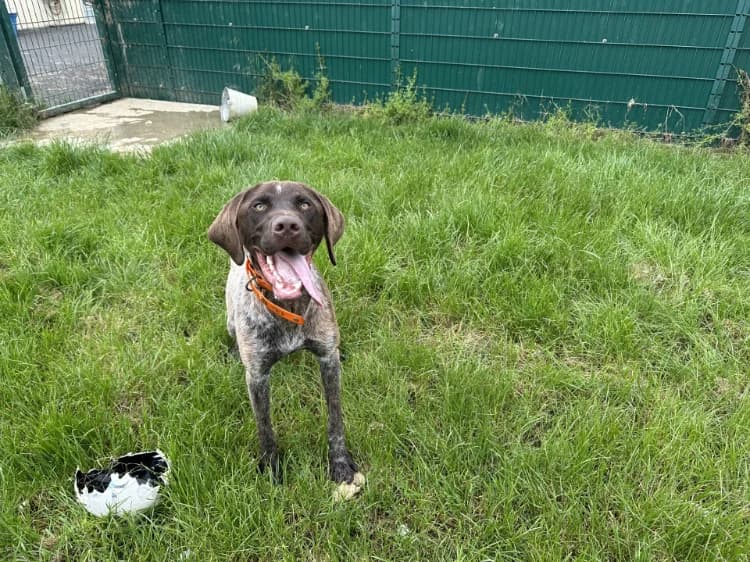 GASTON, male young mixed breed for adoption at Jean Leriche), Moree
