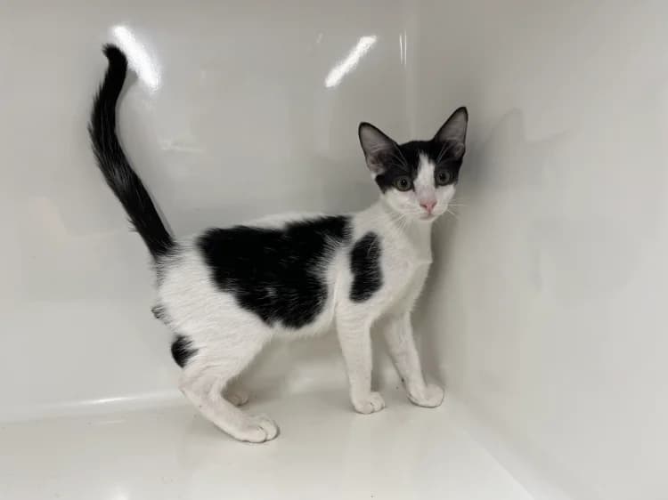 BILL, male Mixed Breed for adoption at Jean Leriche), Moree