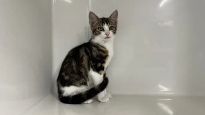 MONO, male Mixed Breed for adoption at Jean Leriche), Moree