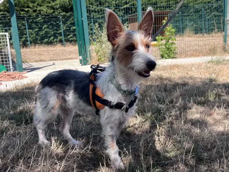 MILOU, female mixed breed for adoption at Jean Leriche), Moree