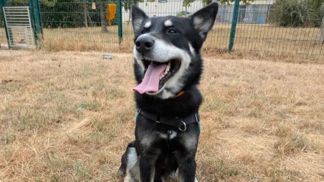 NORTON, male young Husky for adoption at Jean Leriche), Moree