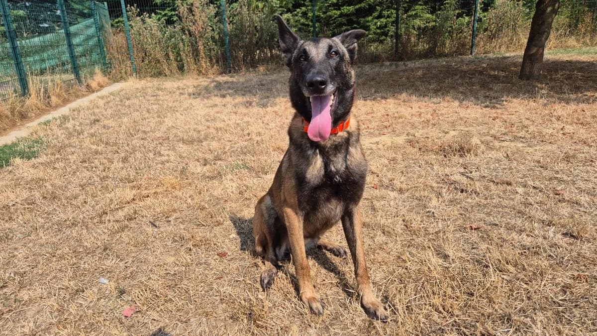 GHOST, male 3yo Belgian Malinois for adoption at Jean Leriche), Moree