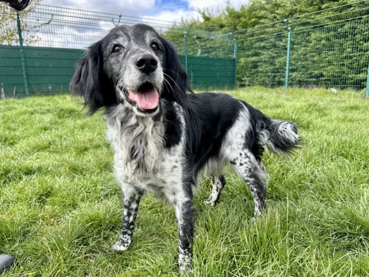 TOBY, male senior Mixed Breed for adoption at Jean Leriche), Moree
