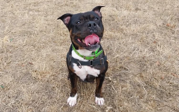 BERTHE, female 4yo Staffordshire Bull Terrier for adoption at Jean Leriche), Moree