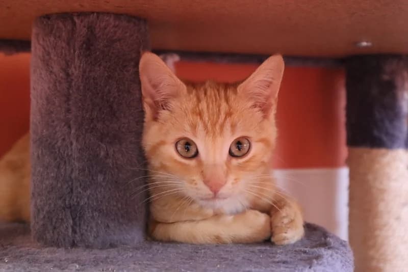 PIPO, male Mixed Breed for adoption at Jean Leriche), Moree