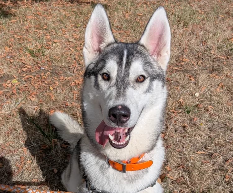 LEYKO, male mixed breed for adoption at Jean Leriche), Moree