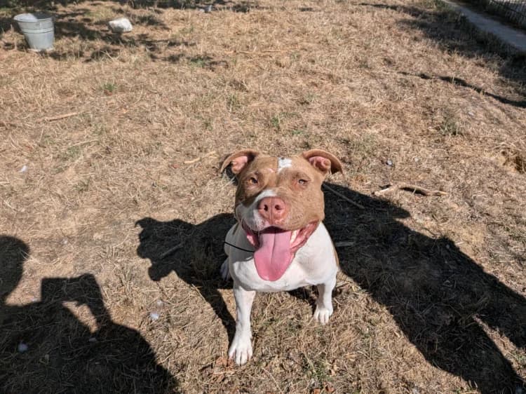 GAILLARDE, female young Mixed Breed for adoption at Jean Leriche), Moree
