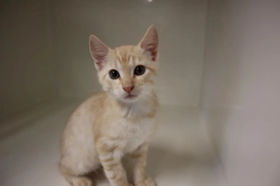 GALAK, male Mixed Breed for adoption at Jean Leriche), Moree
