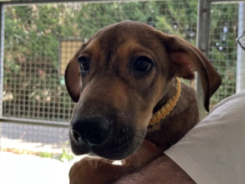 ASPEN, male puppy Australian Shepherd for adoption at Jean Leriche), Moree