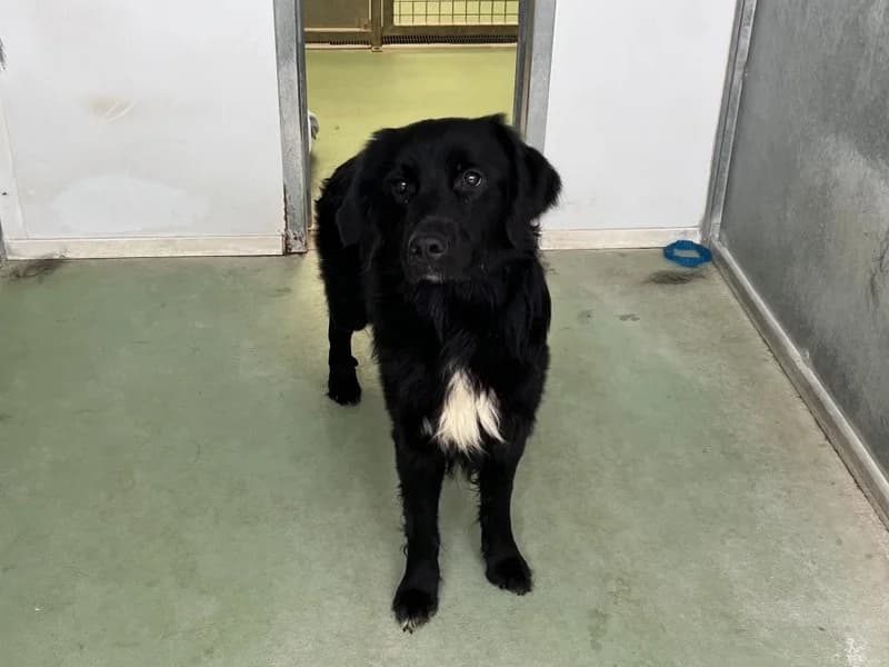 WINNIE, male young Mixed Breed for adoption at Jean Leriche), Moree
